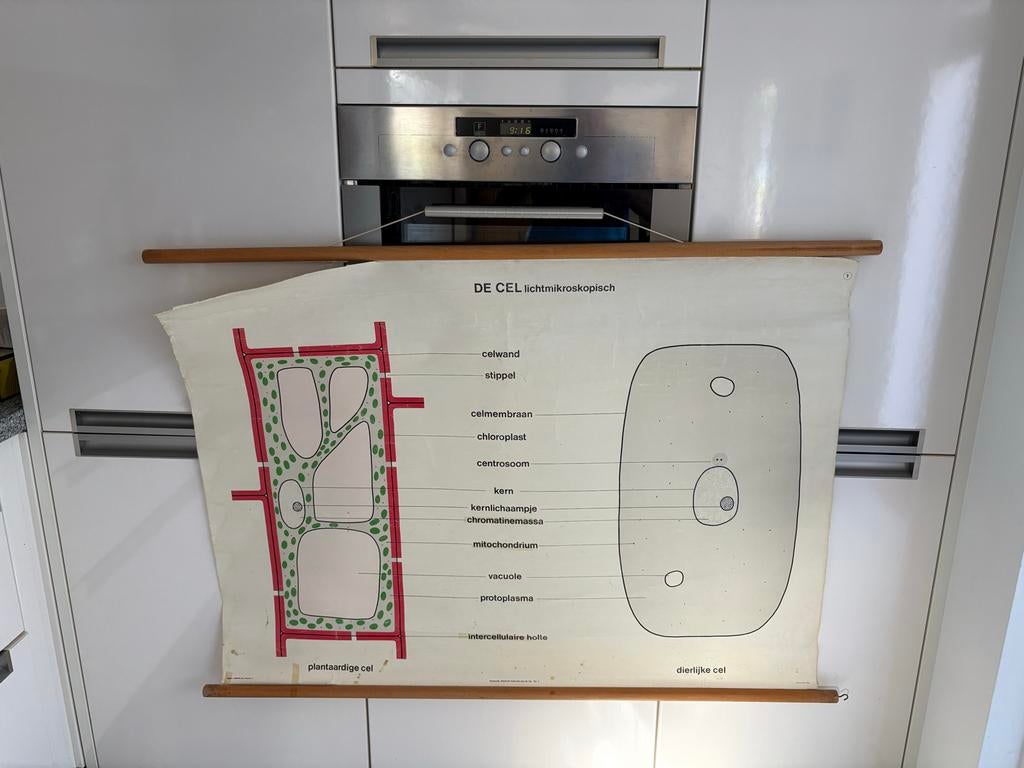 Schoolplaat jaren 50: De Cel lichtmikroskopisch, Ophalen of Verzenden, Natuur en Biologie
