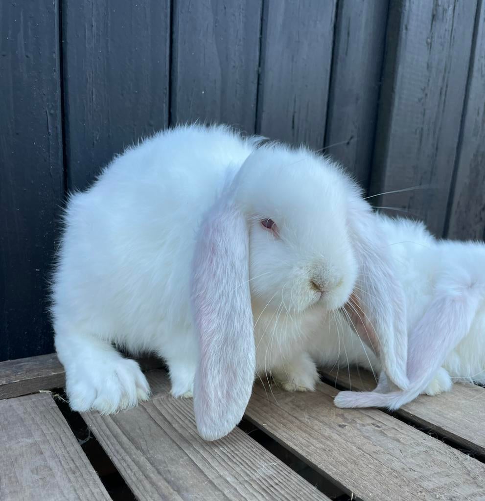 Lieve Franse hangoor rammen, Dieren en Toebehoren, Konijnen, Mannelijk, Groot, Hangoor, 0 tot 2 jaar