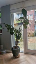Grote Ficus kamerplant - 180 cm hoog, Ficus, In pot, 150 tot 200 cm, Groene kamerplant