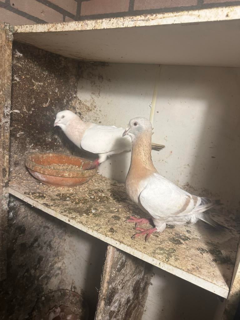 Duiven, Dieren en Toebehoren