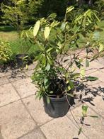 Rhododendron struik , 4 stuks . per stuk prijs 35 euro . div, Ophalen, Rhododendron, Struik, 100 tot 250 cm