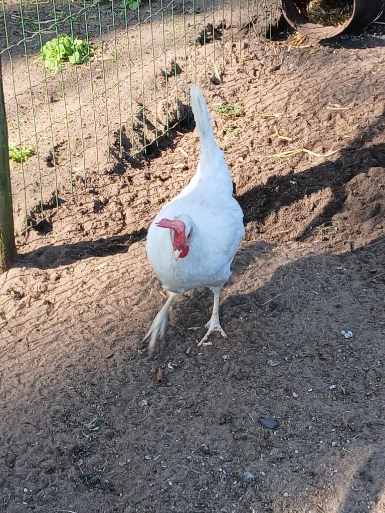 Legkippen, Dieren en Toebehoren, Vrouwelijk, Kip