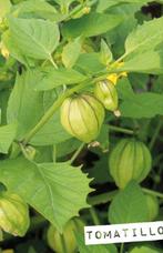 Tomatilo moestuin zaailingen, Tuin en Terras, Planten | Tuinplanten, Ophalen of Verzenden, Overige soorten, Volle zon