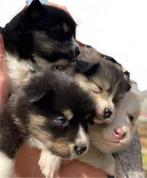Pomsky pups, Parvo, Overige rassen, 8 tot 15 weken, Meerdere