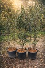 Meerstammige steeneik | Quercus ilex multistam, Ophalen of Verzenden