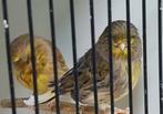 2x gloster pop, Vrouwelijk, Postuurkanarie