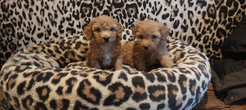Maltipoo hypoallergene puppys   nog 2, Dieren en Toebehoren, Honden | Chihuahua's en Gezelschapshonden, Overige rassen, 8 tot 15 weken