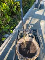 Appelboompje in rieten mand, Ophalen, Volle zon, Vaste plant, Fruitplanten