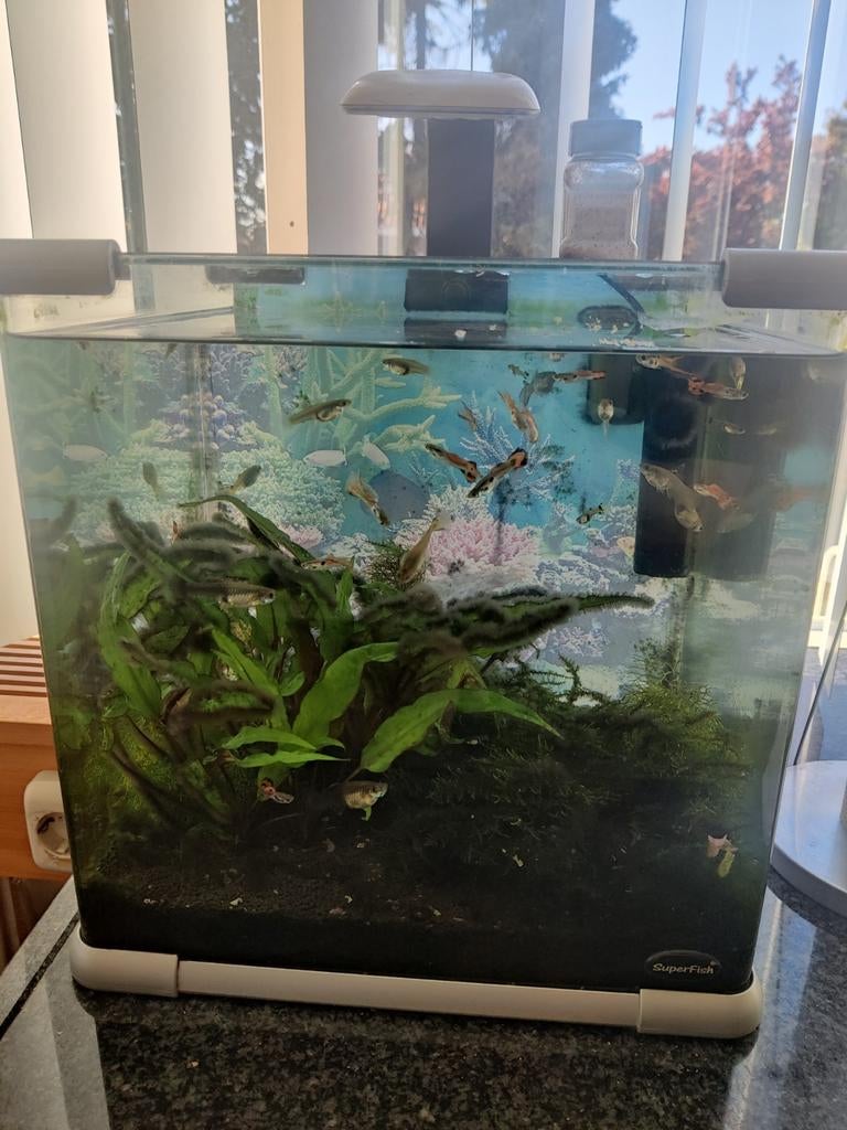 Hele mooie guppen, Ophalen, Superfish, Inclusief vissen, Gevuld zoetwateraquarium