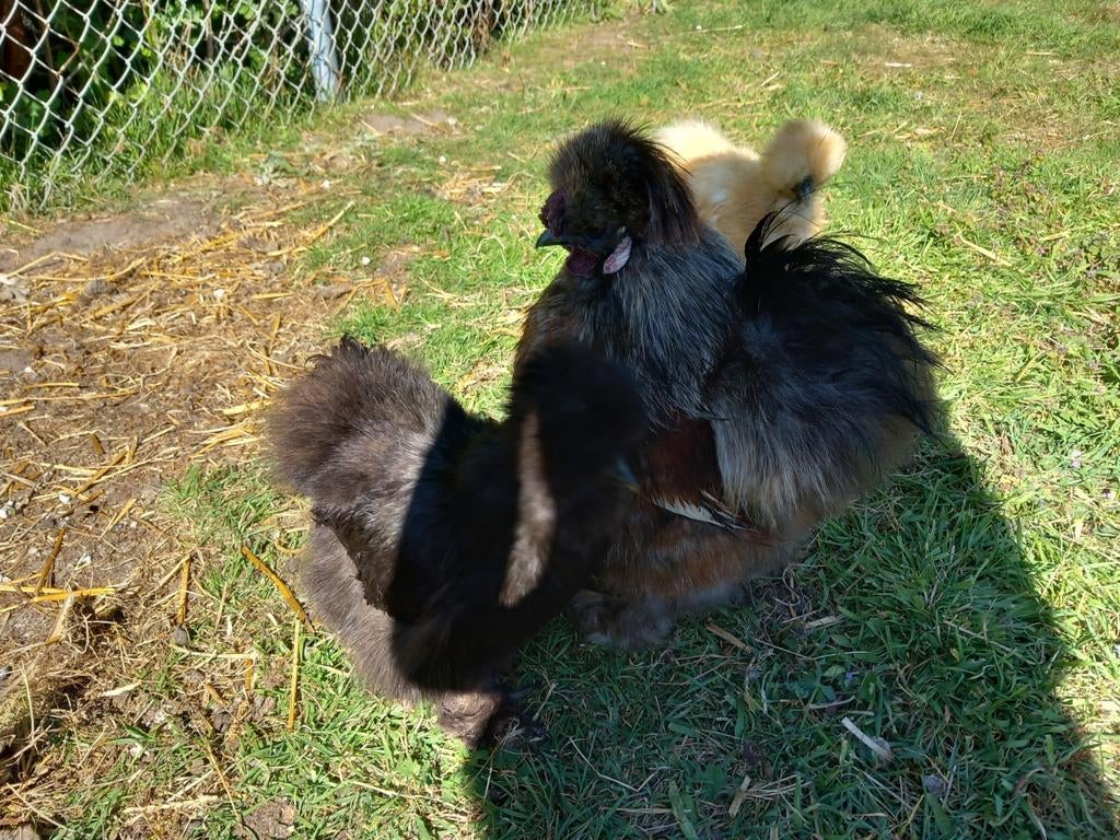 30 broedeieren usa zijdehoen, Dieren en Toebehoren, Pluimvee, Geslacht onbekend, Kip