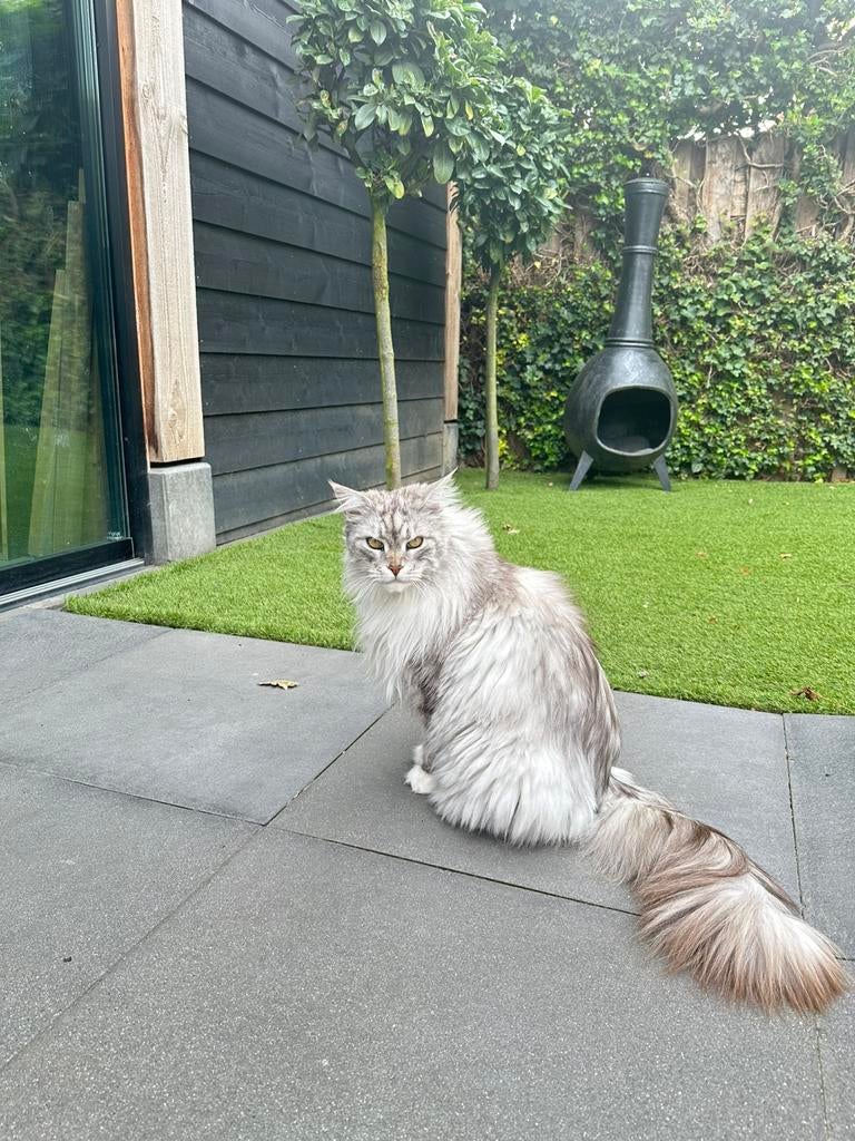 Maincoon herplaatser, Poes, Gechipt
