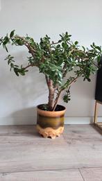 Grote en gezonde Jadeplant (Crassula Ovata) in pot, Ophalen, In pot, Halfschaduw, Minder dan 100 cm