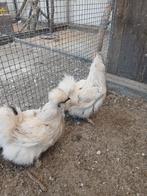 Zijdehoenders, Meerdere dieren, Kip