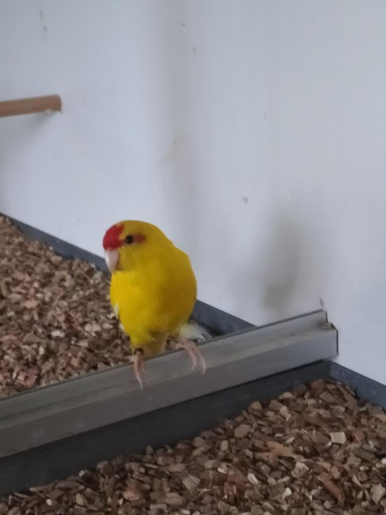 Kakariki's, Dieren en Toebehoren, Vogels | Parkieten en Papegaaien, Parkiet, Meerdere dieren, Geringd