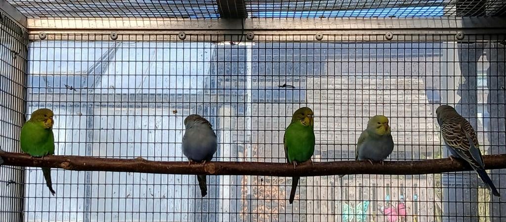Gereserveerd, Dieren en Toebehoren, Meerdere dieren, Parkiet