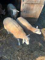Swifter ramlammeren, Dieren en Toebehoren, Schapen, Geiten en Varkens, Mannelijk, Schaap, 0 tot 2 jaar