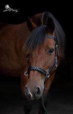 Nieuw! Multifunctionele hoofdstellen zwart en bruin leer, Ophalen of Verzenden, Nieuw