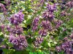 Vasteplant Salvia verticilata 'Purple Rain', Ophalen, Zomer, Overige soorten, Volle zon