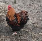 Orpington Groot haan ´25 goudgezoomd zwart t.k. in Eibergen, Meerdere dieren, Kip