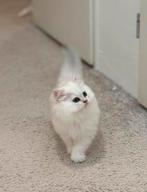 Britse langhaar kittens wit kater, Dieren en Toebehoren, Katten en Kittens | Raskatten | Korthaar, Kater, Ontwormd