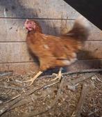 Legkippen te koop, Dieren en Toebehoren, Vrouwelijk, Kip