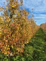 Te koop jonge en oude vitale perenbomen, Tuin en Terras, Planten | Fruitbomen, Ophalen, Minder dan 100 cm, Lente