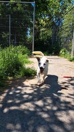 Jack Russel reu, Dieren en Toebehoren, Honden | Jack Russells en Terriërs, 6 jaar of ouder, Jack Russell Terriër, Reu, Eén hond
