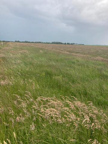 Hooipakjes geschikt voor paarden beschikbaar voor biedingen