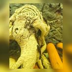 Jonge Ancistrus - vanaf 4 cm slechts 2 euro per stuk !, Dieren en Toebehoren, Vissen | Aquariumvissen