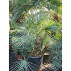 Chamaerops Humilis 'cerifera' - Dwergpalm Zilver g17601, Ophalen of Verzenden