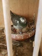 Jonge  post duif, Dieren en Toebehoren, Vogels | Duiven, Postduif