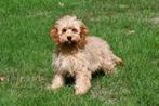 Cavapoo pups te koop, Dieren en Toebehoren, Honden | Chihuahua's en Gezelschapshonden, Rabiës (hondsdolheid), 15 weken tot 1 jaar