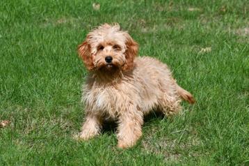 Cavapoo pups te koop beschikbaar voor biedingen