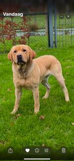 Prachtige foxred labrador Dekreu., Dieren en Toebehoren, Reu, 1 tot 2 jaar, Eén hond, Nederland