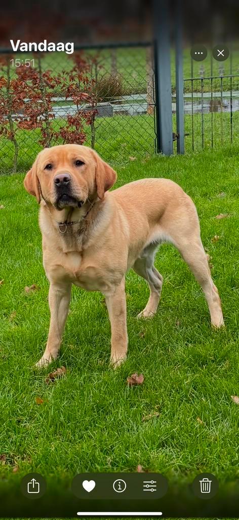Prachtige foxred labrador Dekreu., Dieren en Toebehoren, Honden | Dekreuen, Reu, Particulier, Eén hond, Nederland, 1 tot 2 jaar