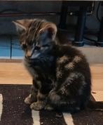 Kruising Siamees, Meerdere dieren