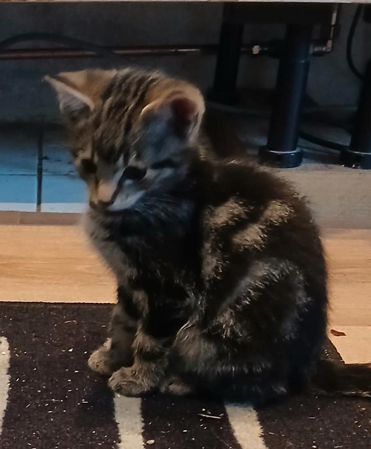 Kruising Siamees, Dieren en Toebehoren, Katten en Kittens | Overige Katten, Meerdere dieren