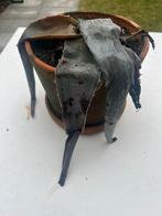 Aloe Vera - slap, Ophalen, Vetplant, Halfschaduw, In pot