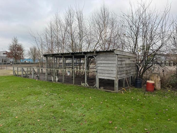 Compleet kippenhok 6x12 mtr, Dieren en Toebehoren, Pluimvee, Kip, Vrouwelijk
