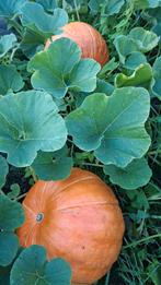 🌱 Biologische Gigant Big Max pompoen zaden te koop., Ophalen of Verzenden, Voorjaar, Volle zon, Zaad