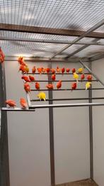 Rode kanaries te koop - reserveer ze nu!, Meerdere dieren, Zangkanarie