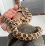 0.1 Haakneus slang (vrouw), Slang, Met terrarium, 0 tot 2 jaar