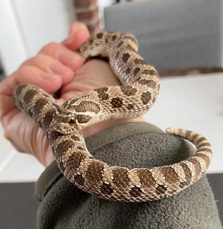 0.1 Haakneus slang (vrouw), Dieren en Toebehoren, Reptielen en Amfibieën, Slang, 0 tot 2 jaar, Met terrarium