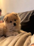 Dwergkees pup, Keeshond, 8 tot 15 weken, Teef, HCC (leverziekte)