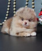 Pomeriaan pup teefje Merle Bear type – te reserveren, Keeshond, 8 tot 15 weken, Buitenland, Teef
