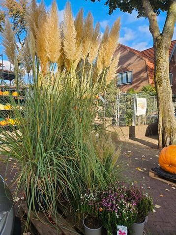 Pampagras - Siergras voor een Prachtige Tuin beschikbaar voor biedingen
