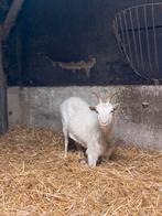 Witte melkgeit, Dieren en Toebehoren, Vrouwelijk, Geit, 0 tot 2 jaar