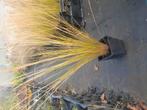 Stipa ponytails vedergras 1.20 euro per stuk, Ophalen of Verzenden, Overige soorten, Volle zon