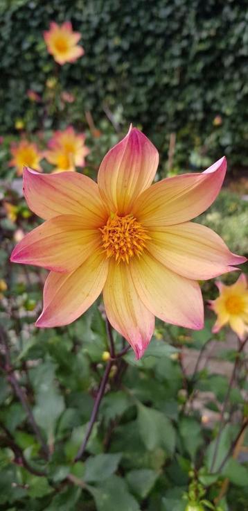 Dahlia zaden geel/roze blush - rood/geel beschikbaar voor biedingen
