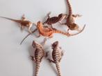 Jongen Baardagamen, Hagedis, Tam, 0 tot 2 jaar